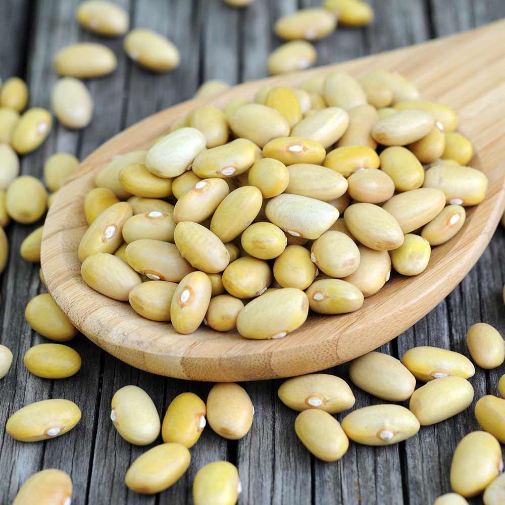 Colorado Mayocoba Beans